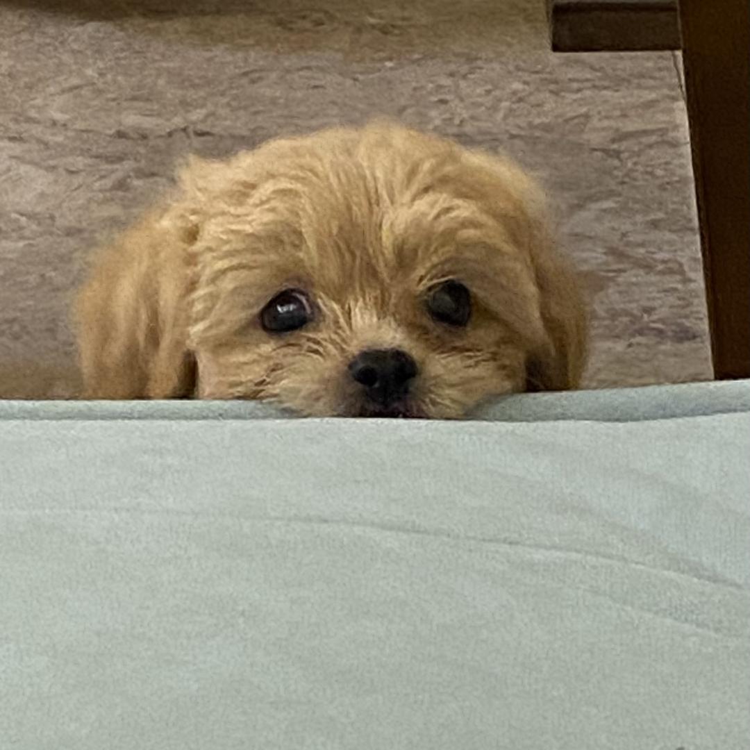 霖蒽家有只狗叫汉堡