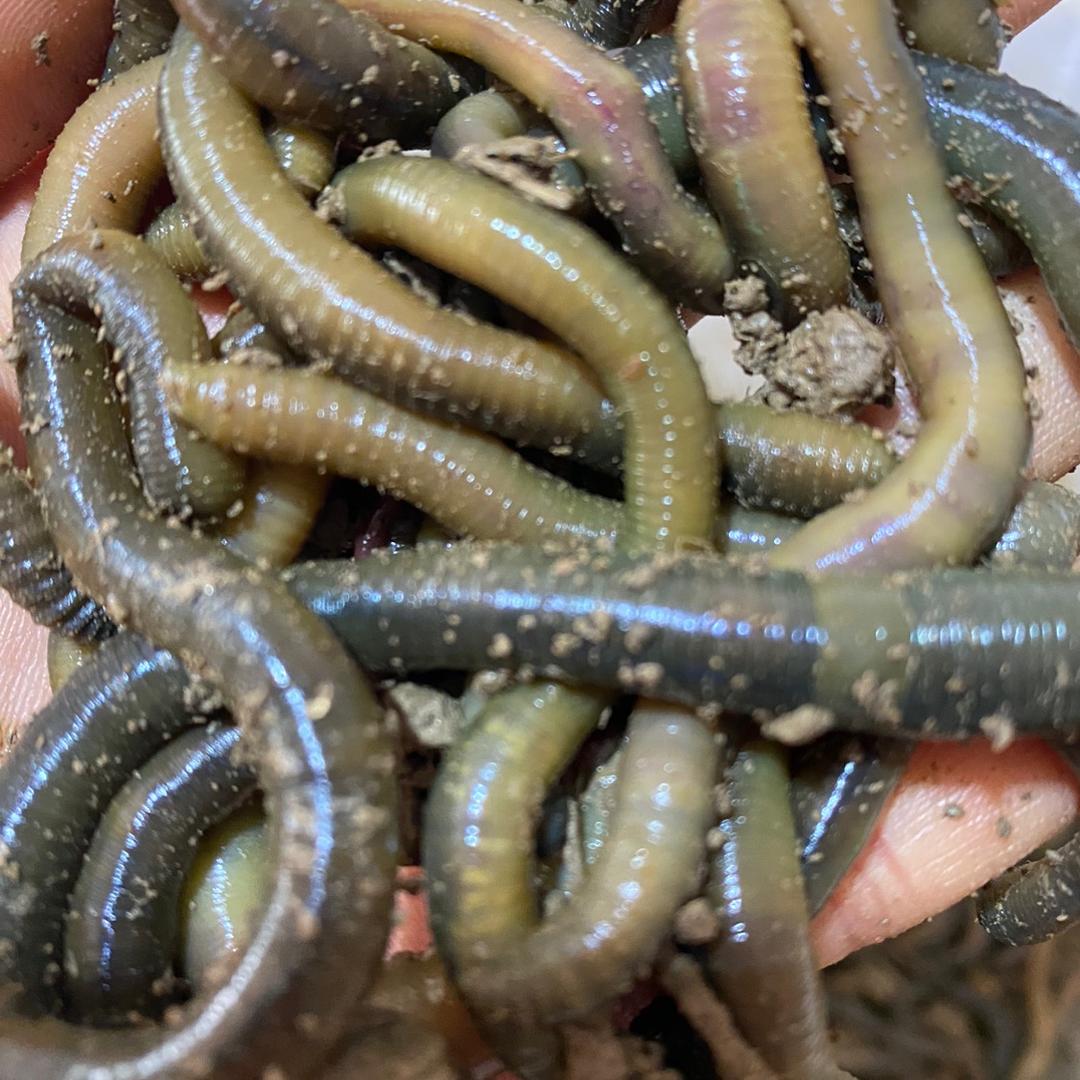 阿豆蚯蚓批发零售