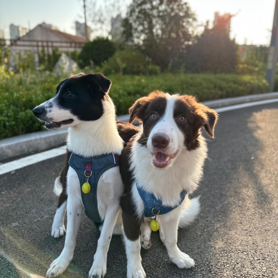 狗界十六十七（练气期）