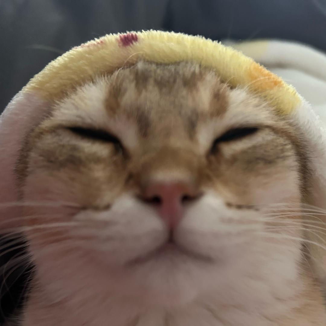 火锅是只小馋猫