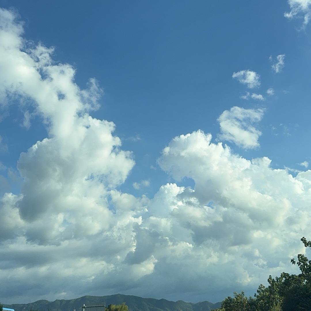 森