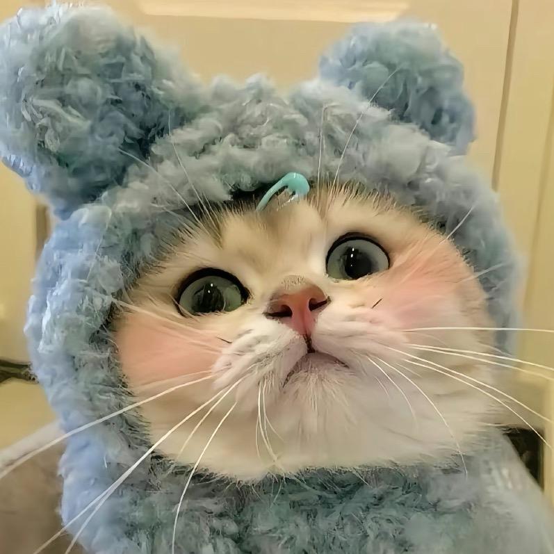 小源宠物猫