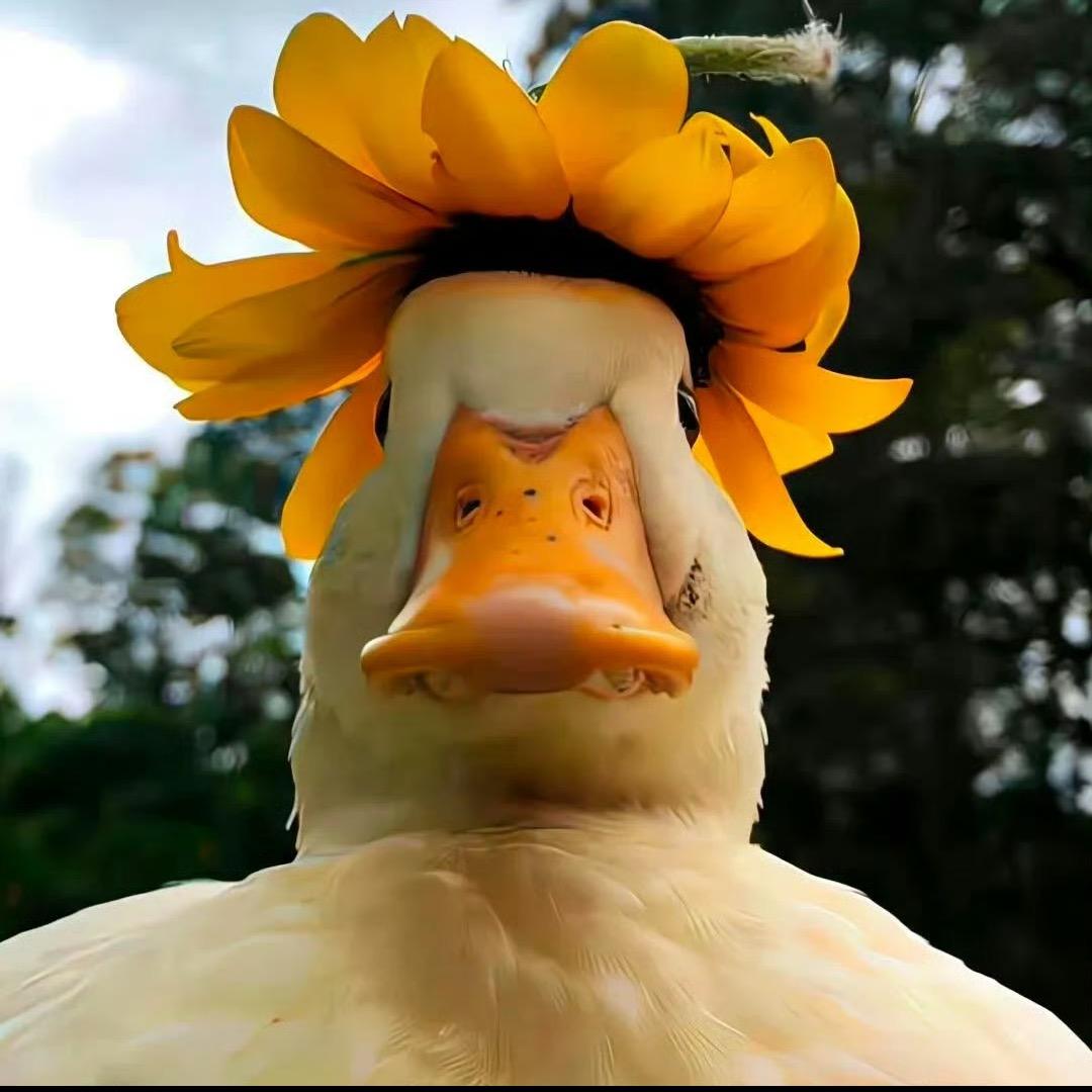 看，视频🦆