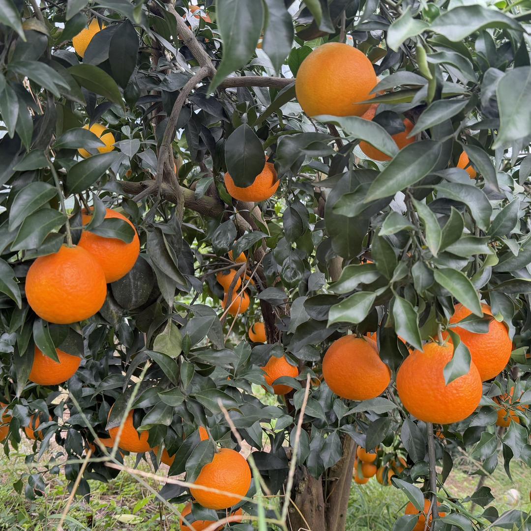 四季金元（强）