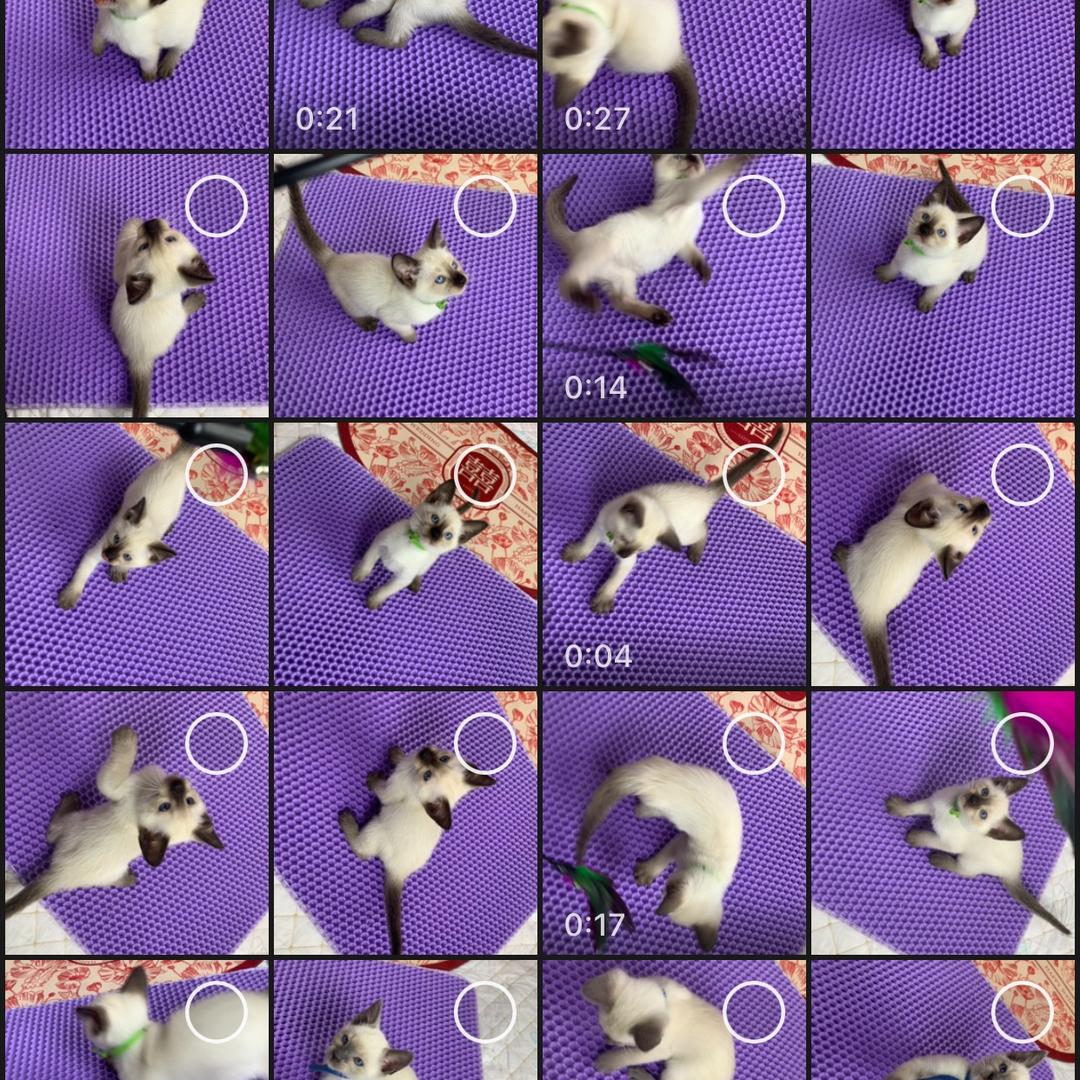 小猪家的暹罗猫