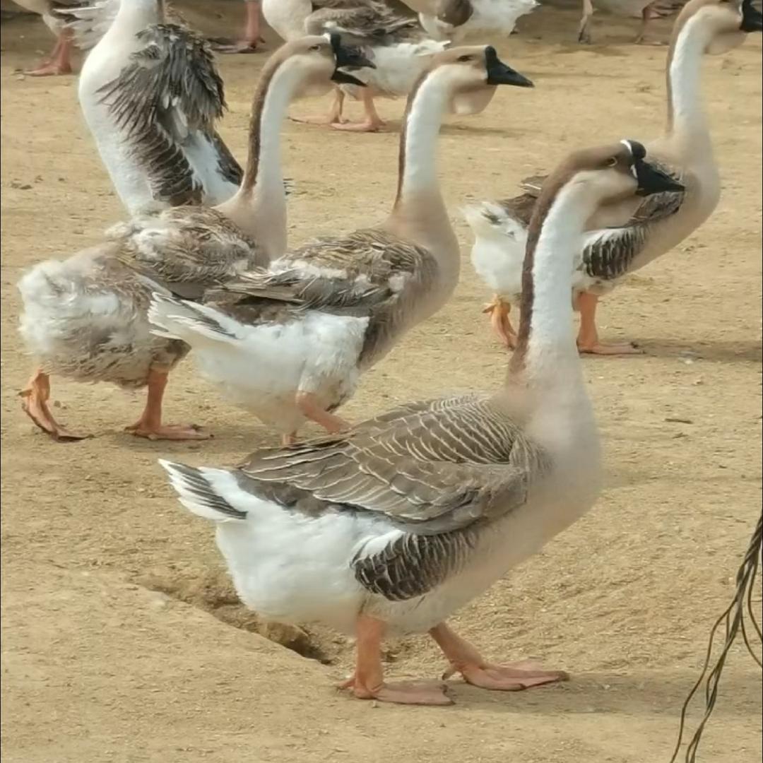 东方八所卖鹅小陈