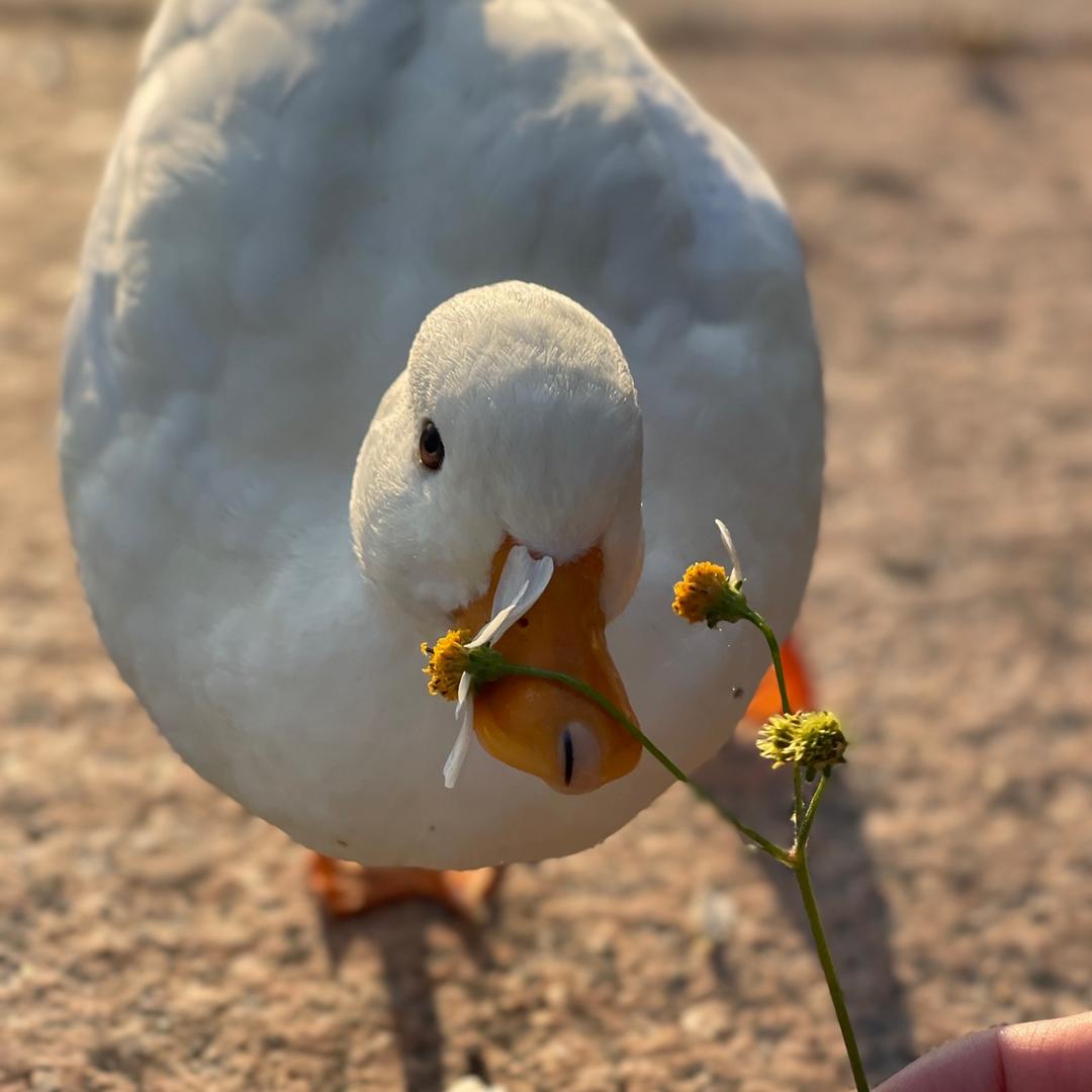 蛋总dandan