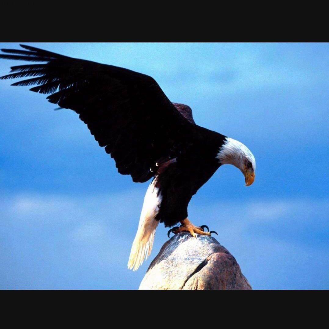 猎鹰🦅