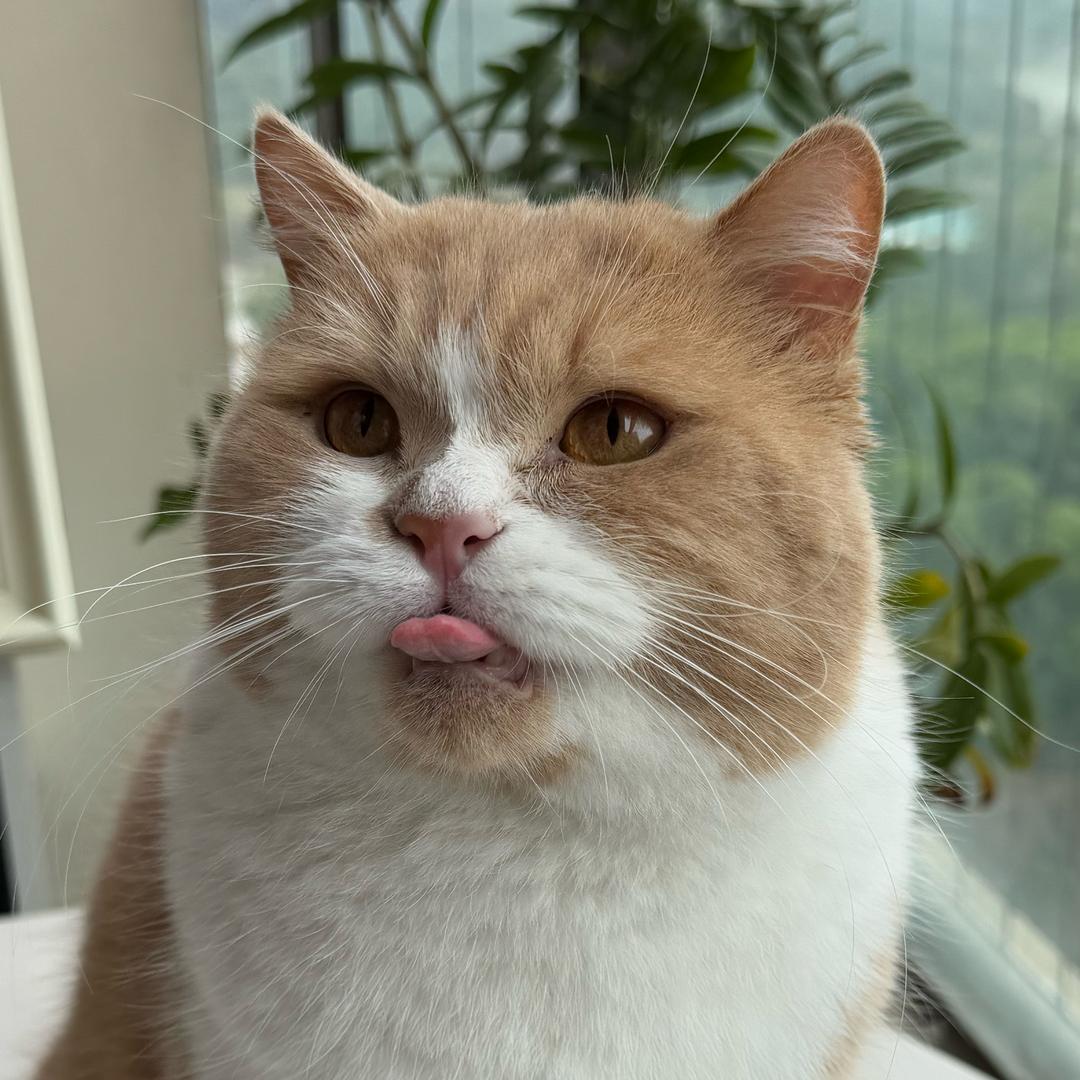 金金小猪仔