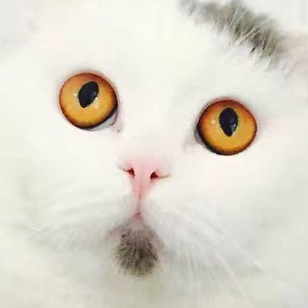 长沙小浩哥猫舍