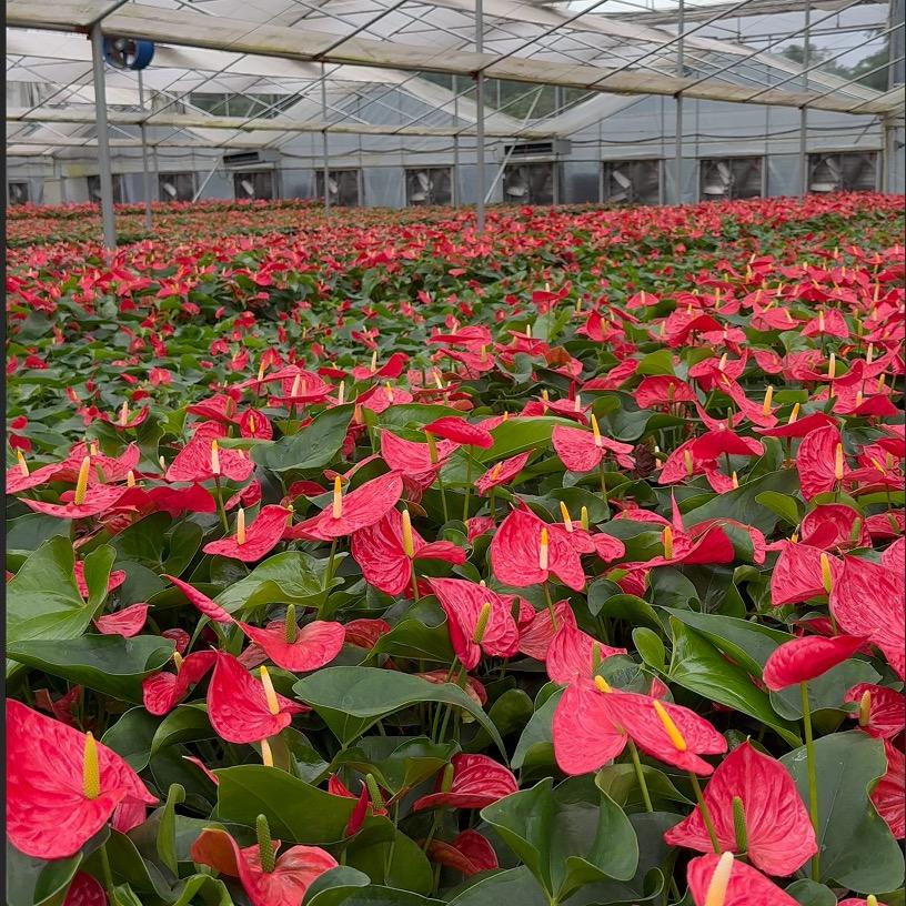 广州红掌种植基地