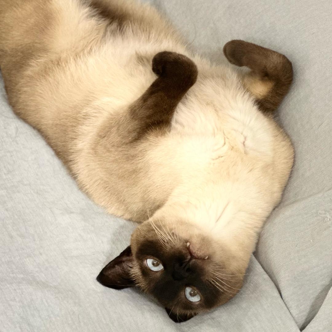 烘山芋君🍊（爱吃黎深