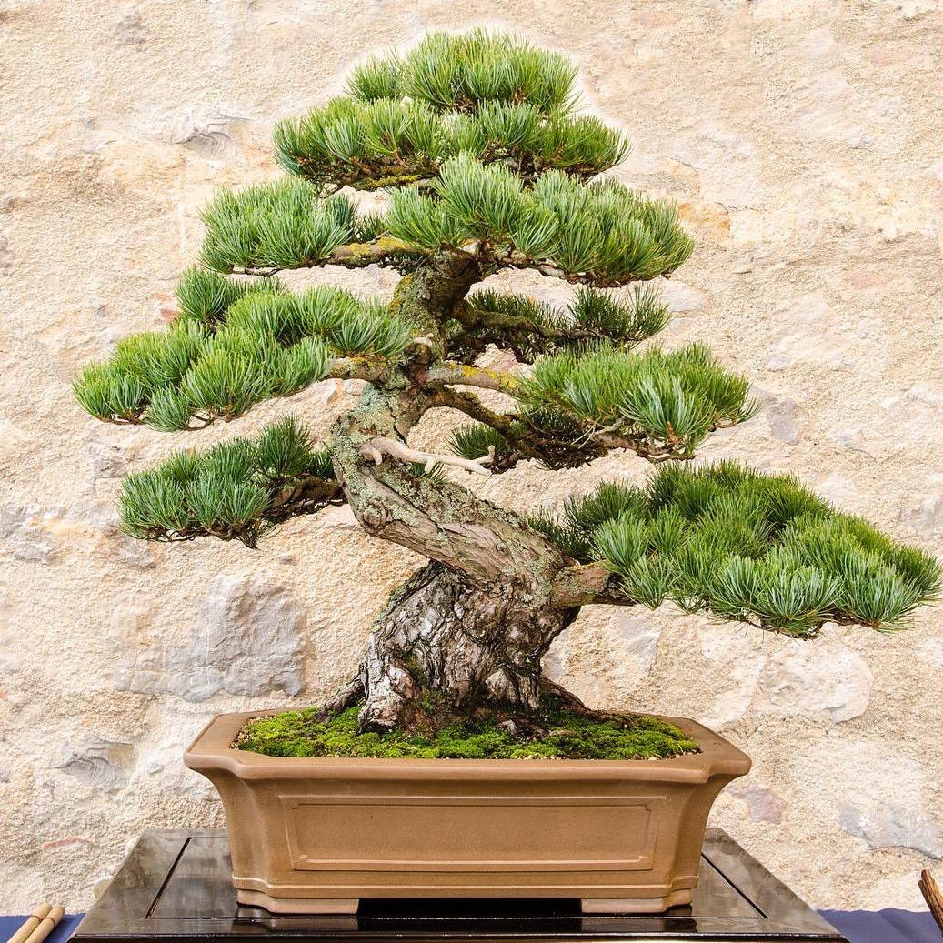 四季常青盆景园艺