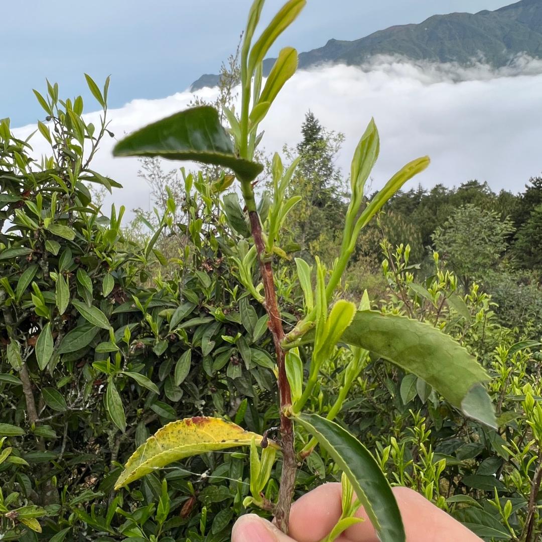 项氏老三茶叶