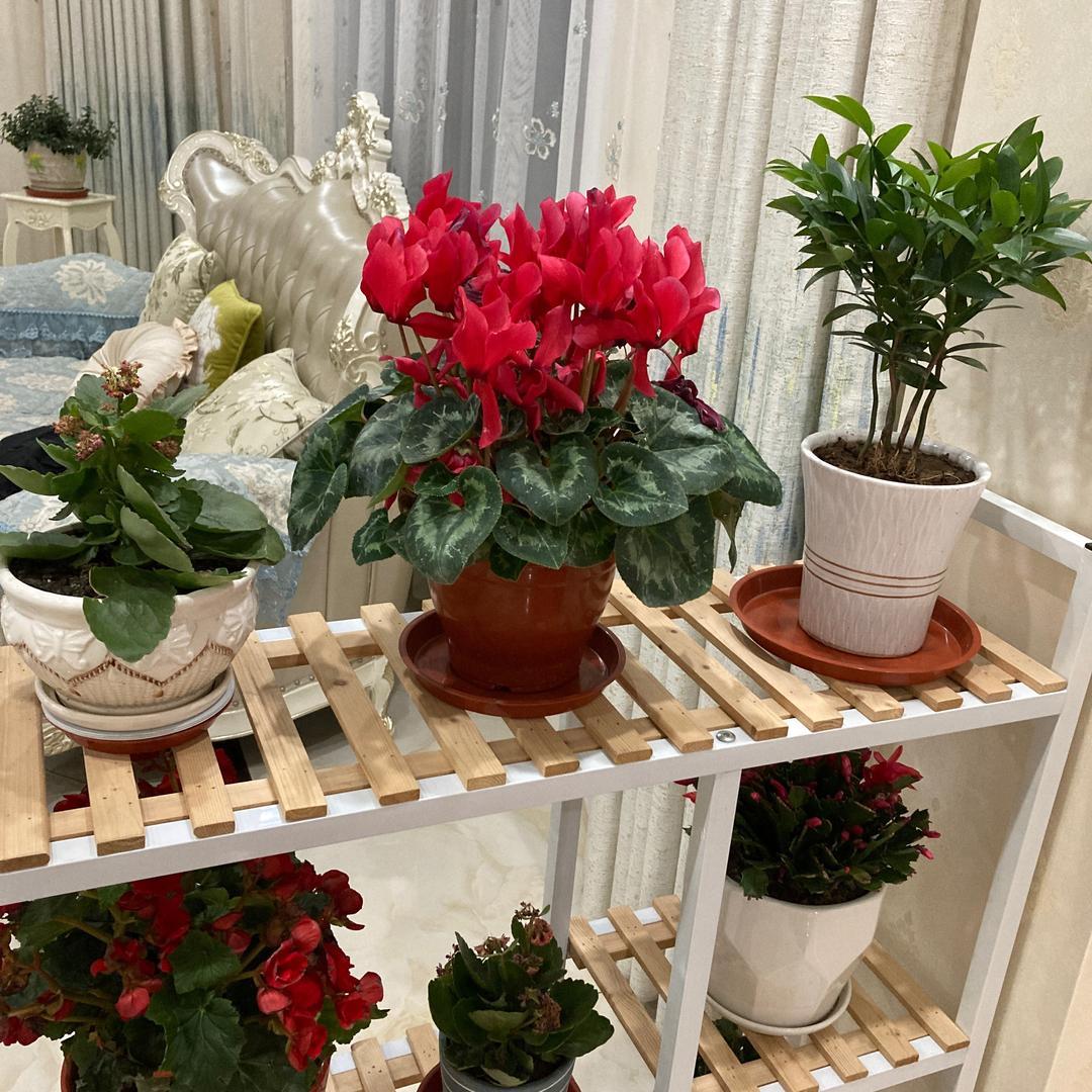 小芳