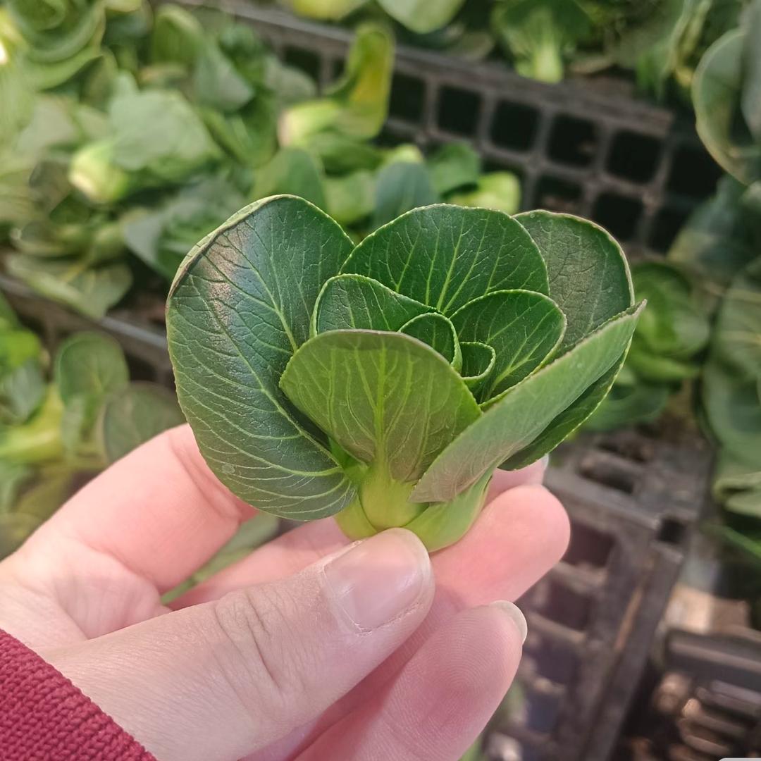 沪上幸福小菜园