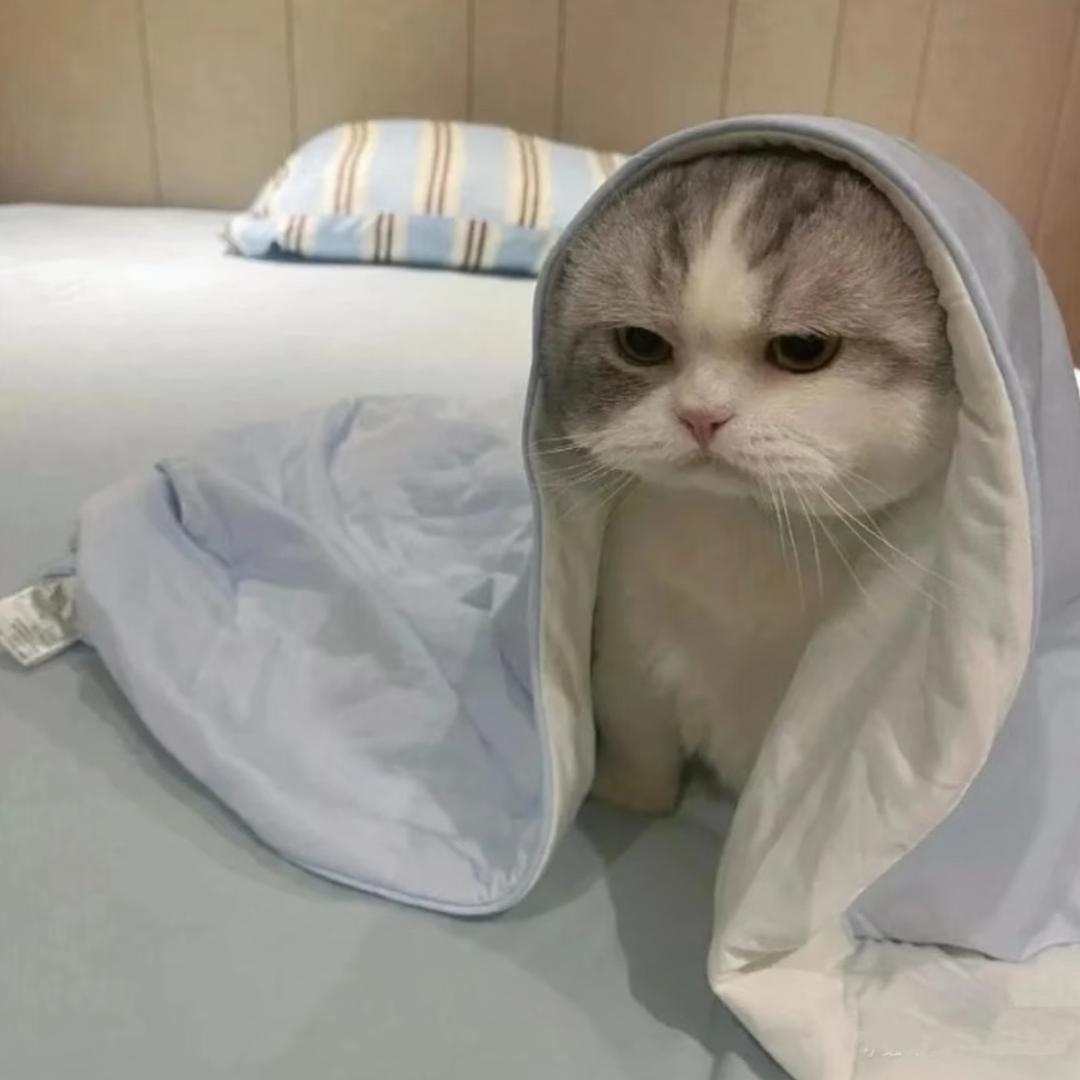 찻잔 새끼 고양이