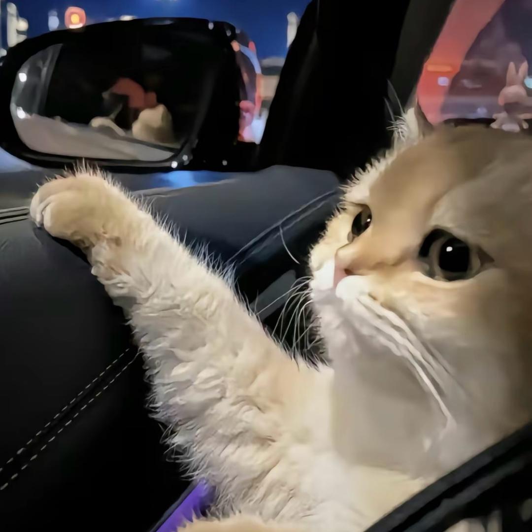 大豆饼🐱