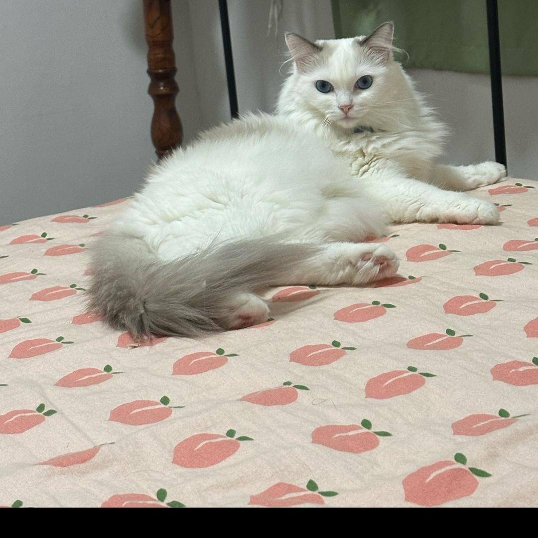 sinba
