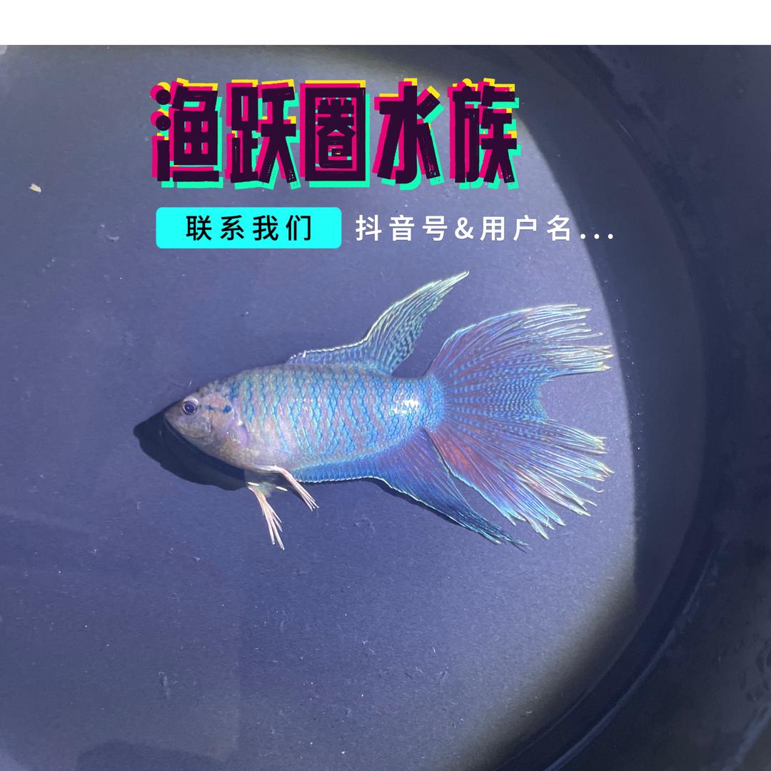 渔跃圈水族（斗鱼）