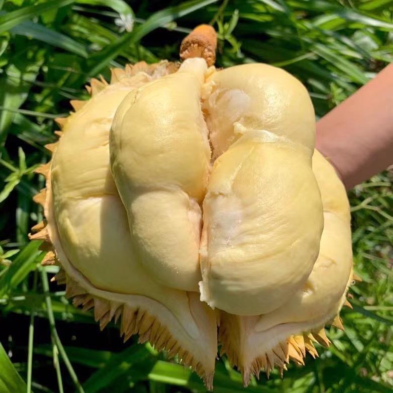 筑梦蜗牛向园企业店