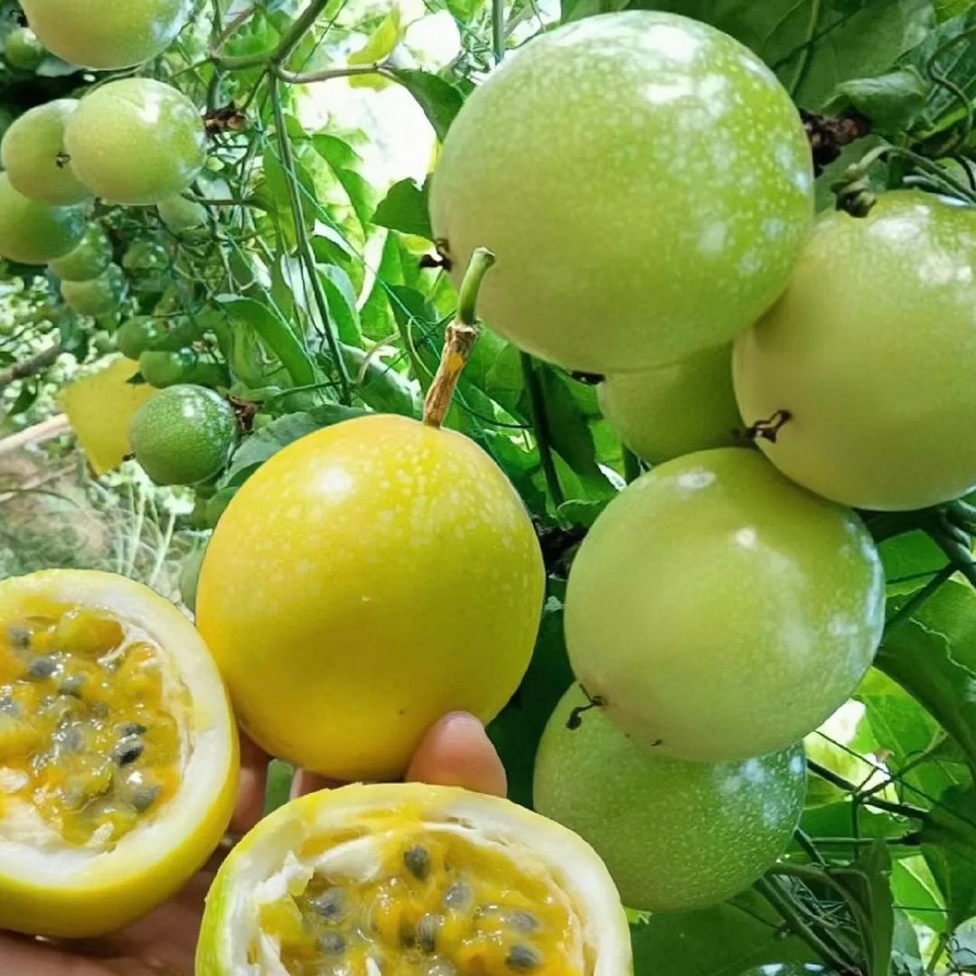 钦蜜姐妹（广西百香果）