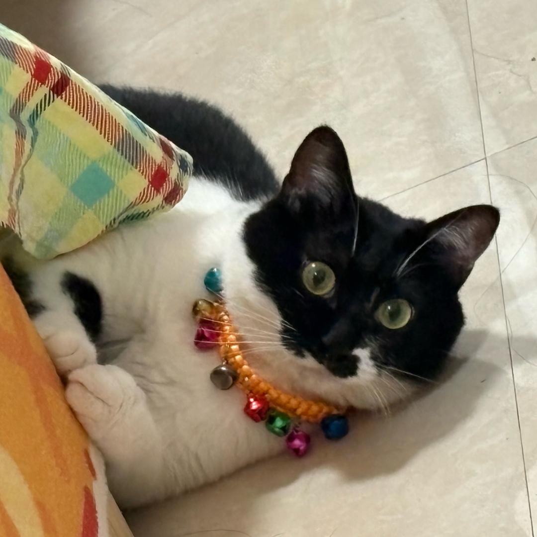 爱吃菠萝的米豆腐