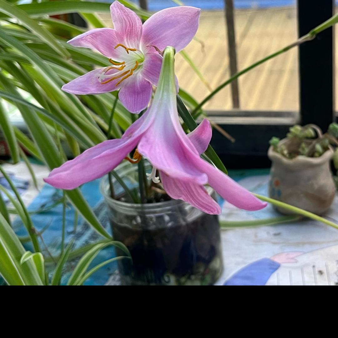 九