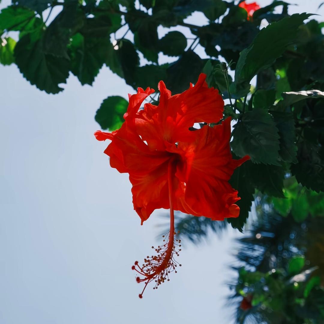 一朵扶桑花