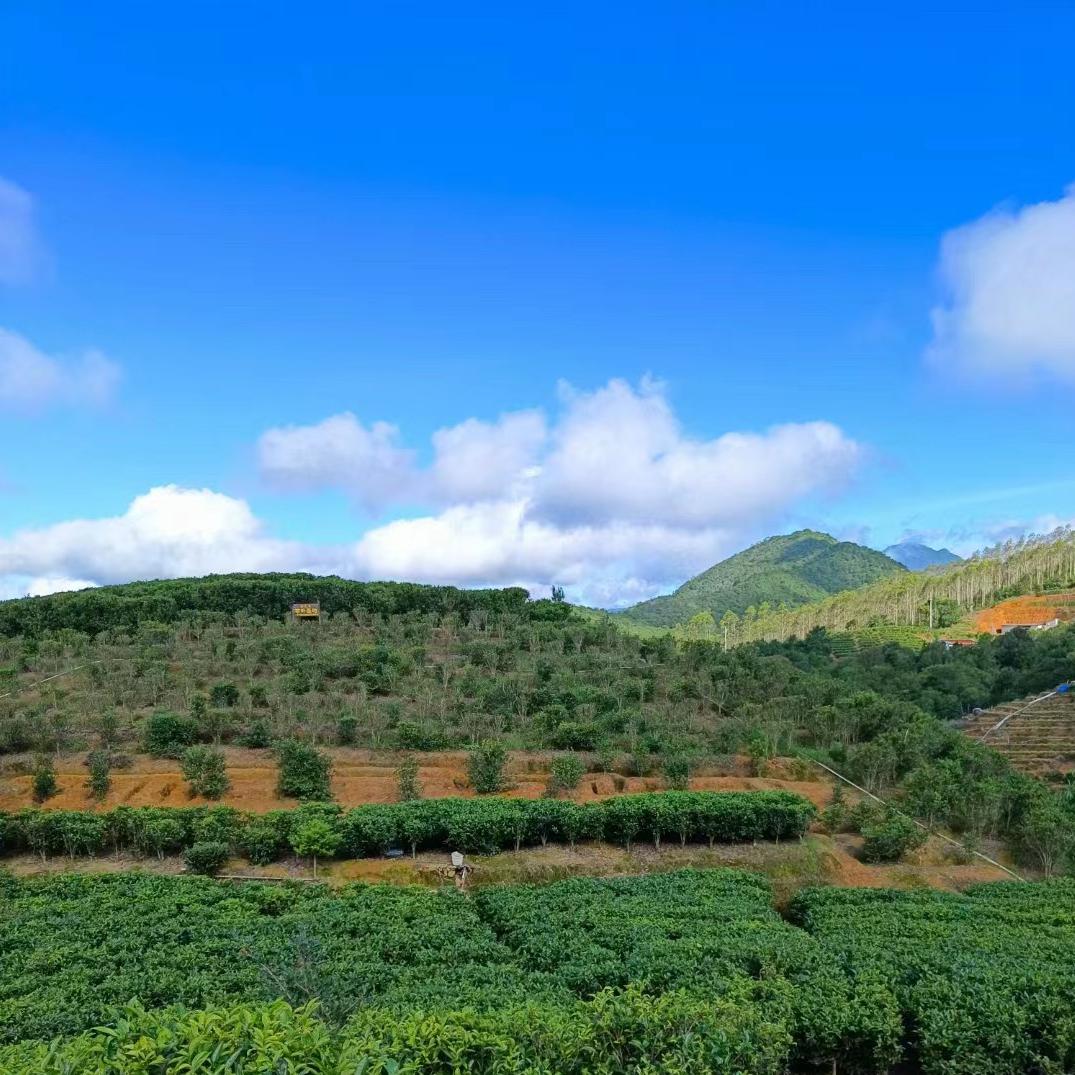 聚源阁茶庄