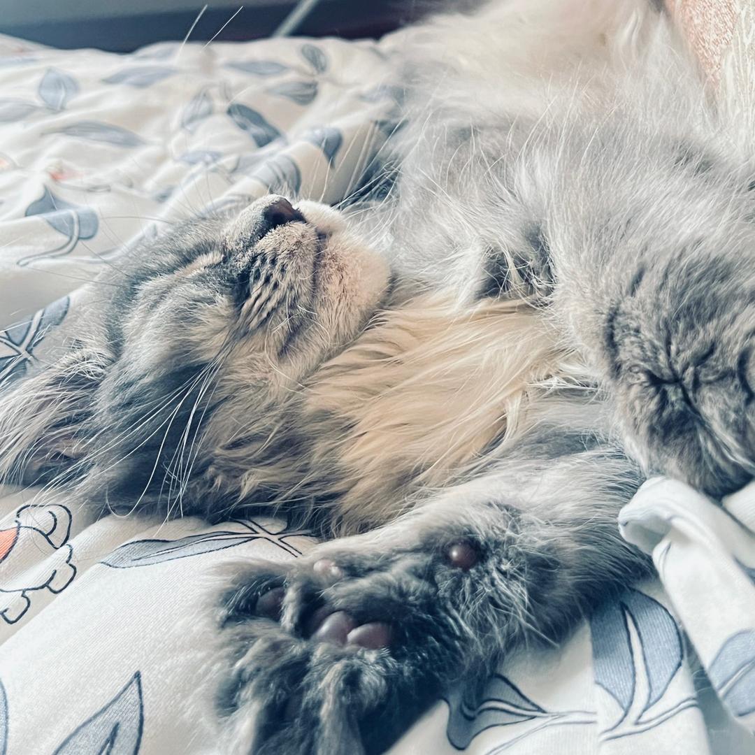 缅因猫富贵🐈‍⬛