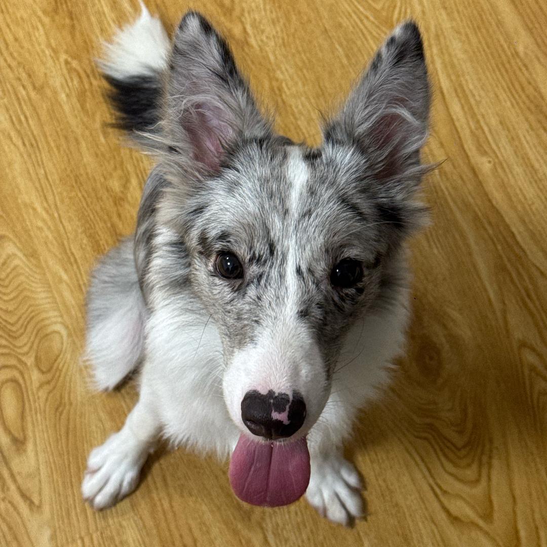 调皮捣蛋的边牧“十九”