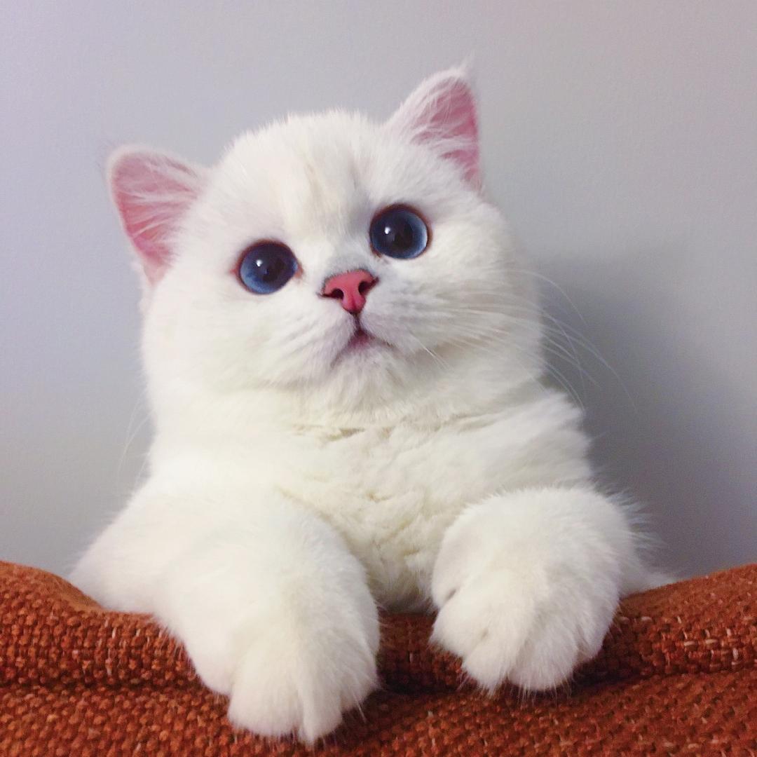 小椰子银点猫