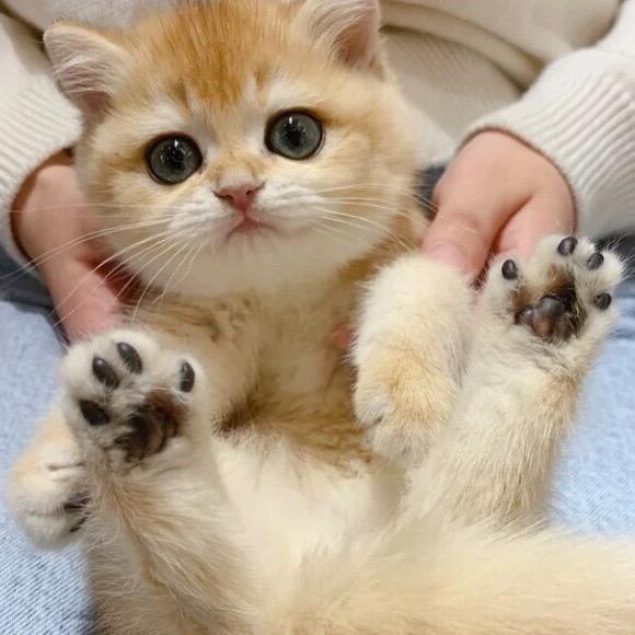 小柑是只小奶猫