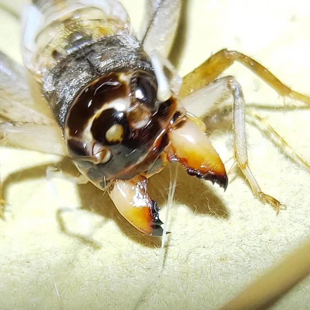 秋鸣山斗蟋