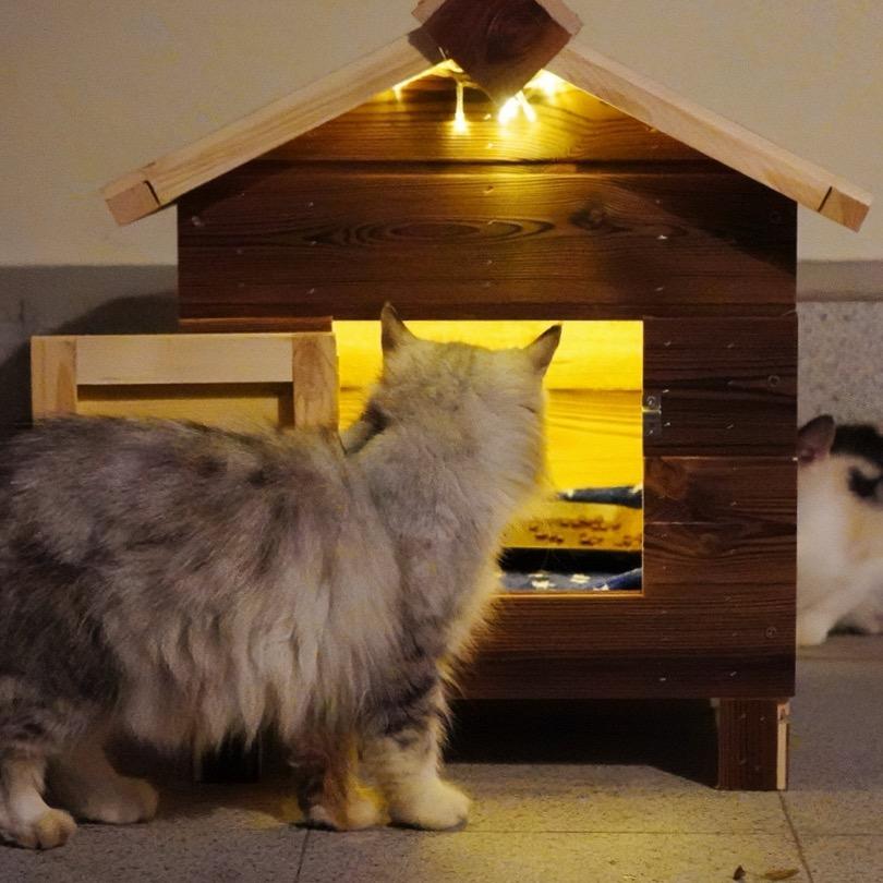 小猫们的度假屋