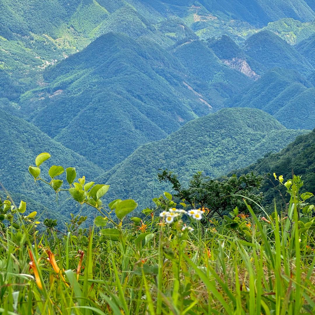 爱写字的汪姑娘