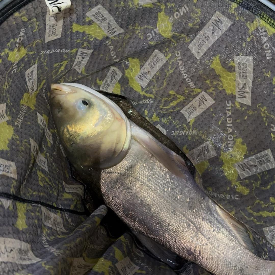 牛牛家的饲养员