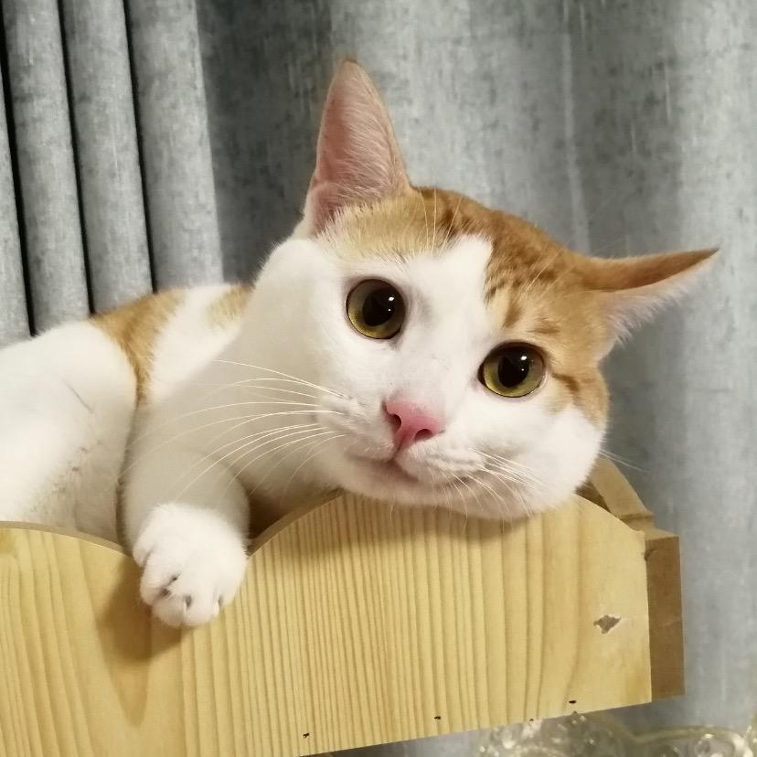 李咪咪是只小公公猫