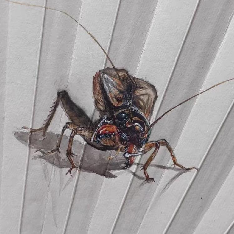 角斗派 秋虫汇 （蟋蟀🦗鸣虫圈）