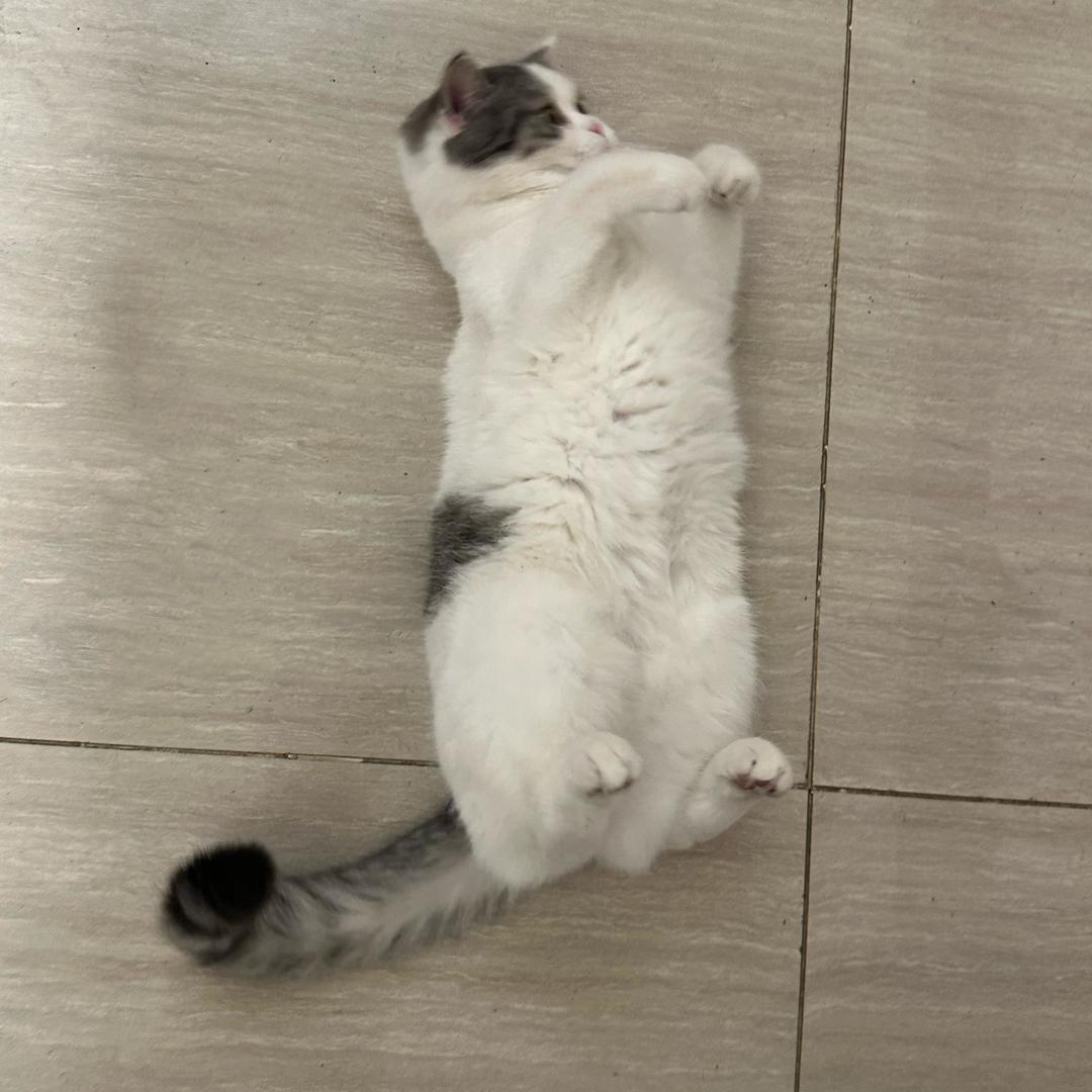 啊呜一口