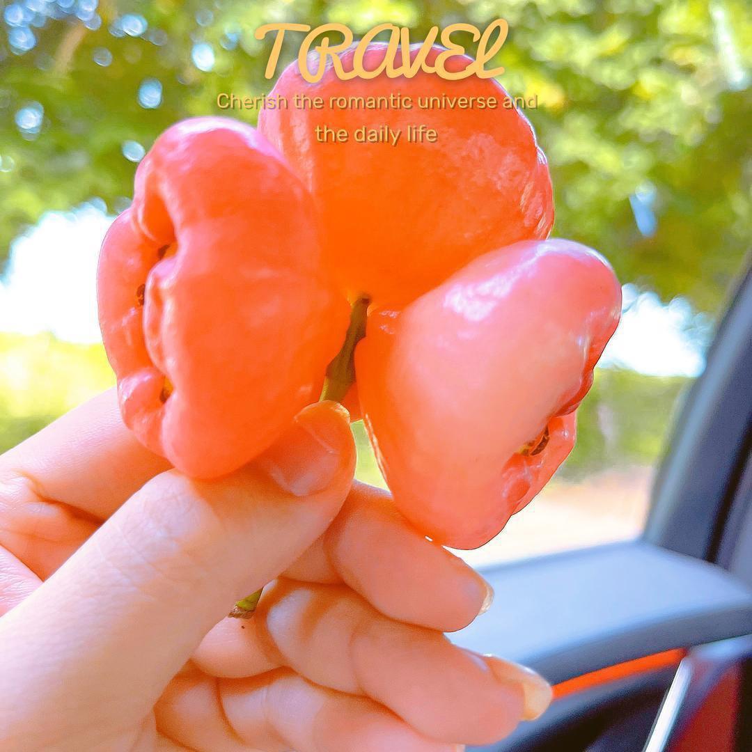 🍒杨梅酸了🍒