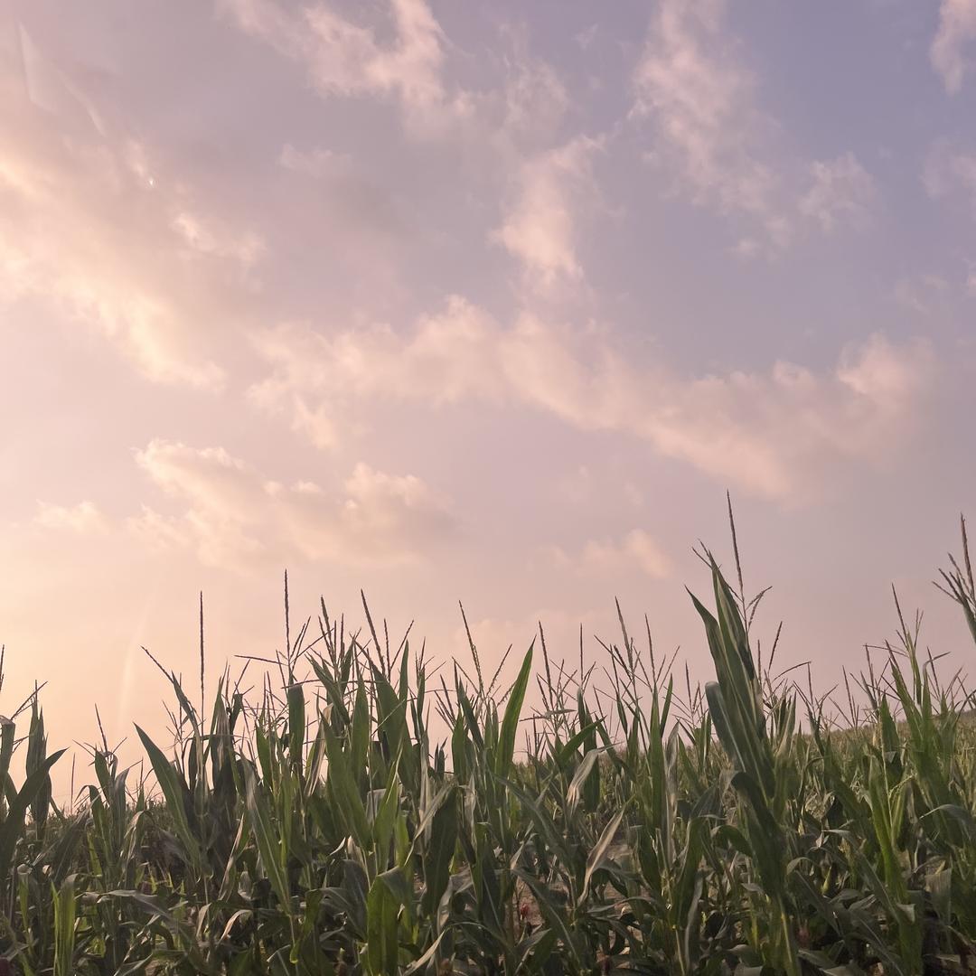 米淘淘红藏小铺