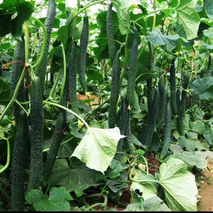 黄瓜种植技术  （李技术员）