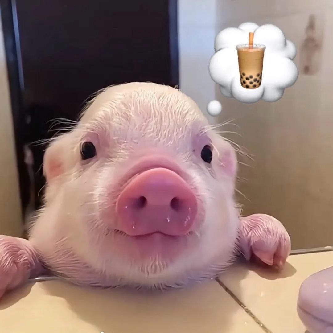 小猪