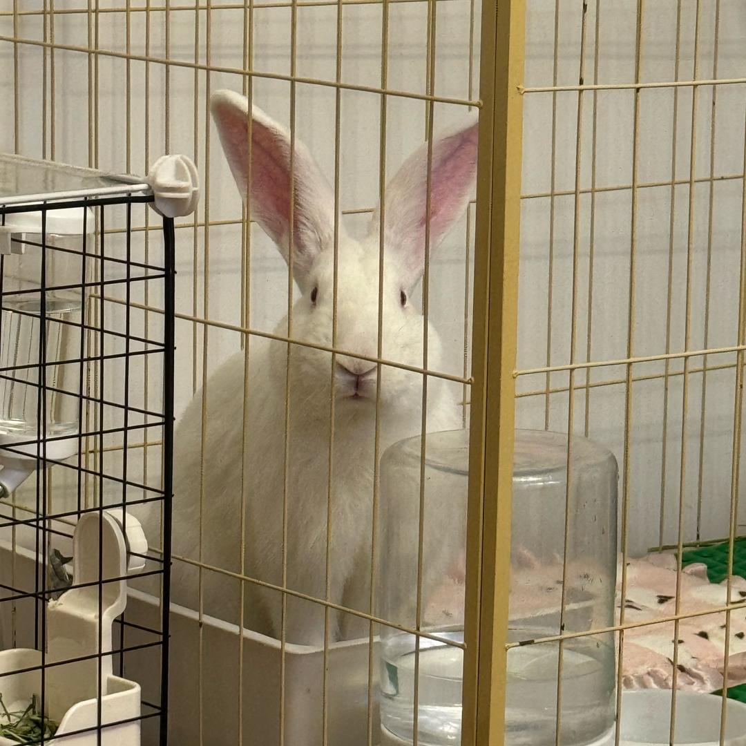 ⭐️珍珠奶豆（周兴哲主动找我握手版）⭐️