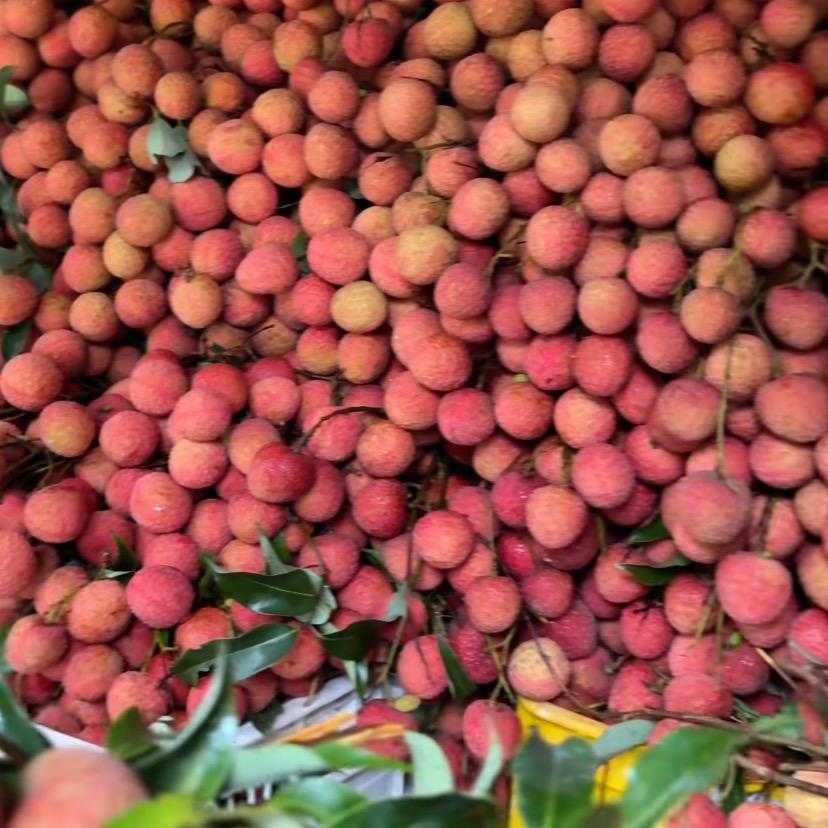 高州市根子镇荔枝