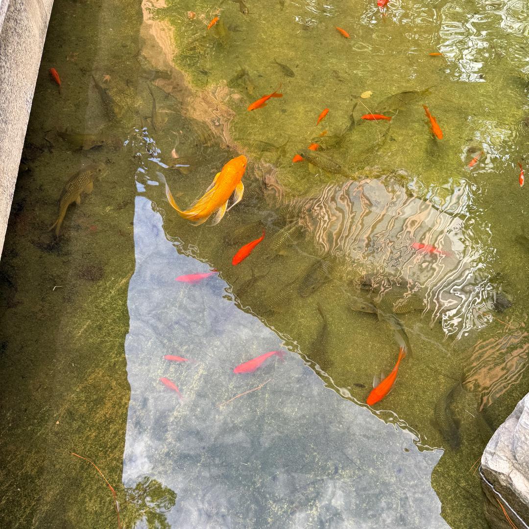 终是庄周梦了蝶，你是恩赐也是劫