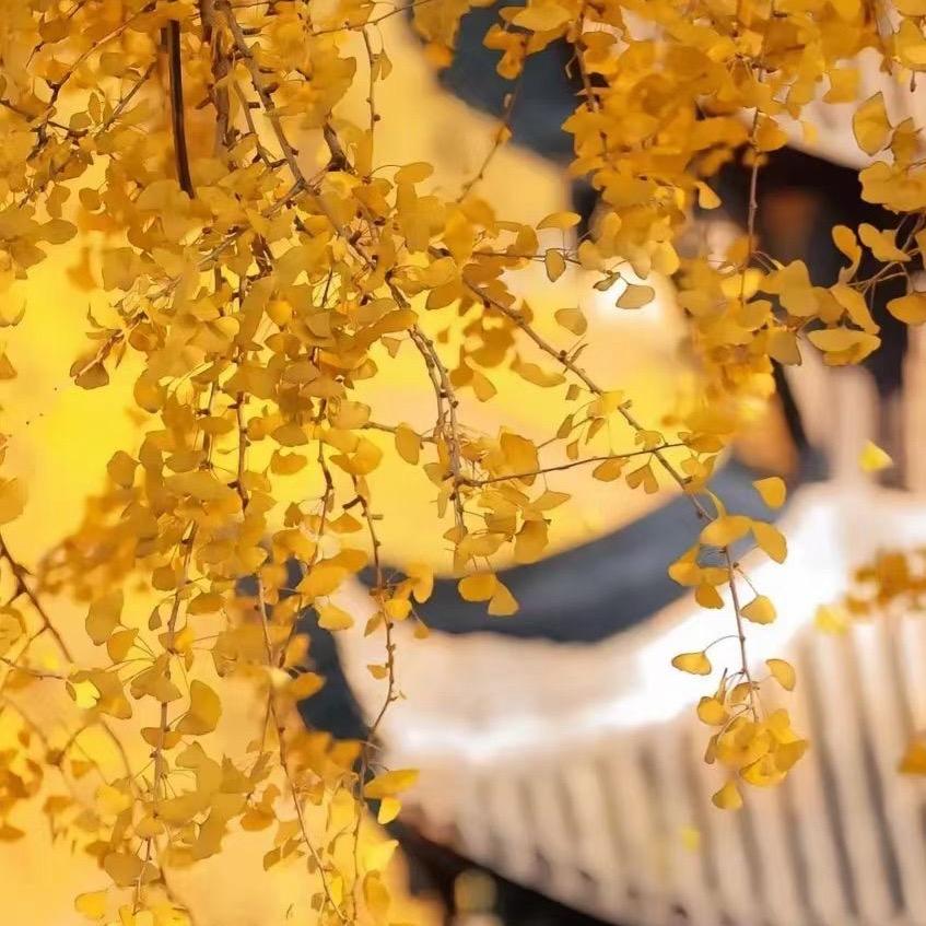 ᥫᦸᐝ重启༒人生