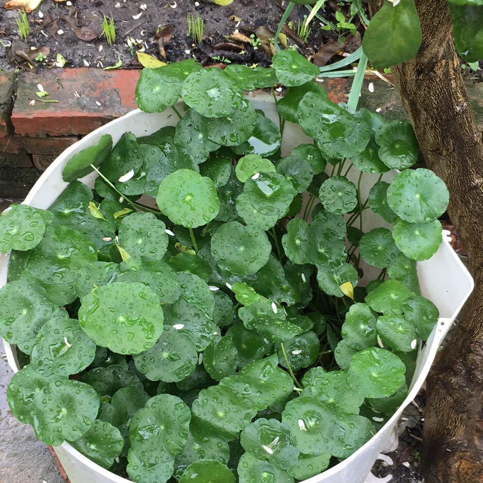 飞英内衣